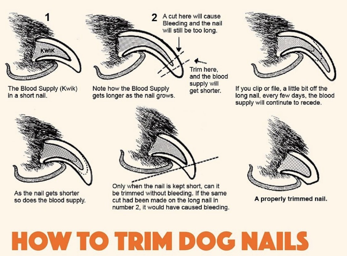 how to cut your dog's toenails