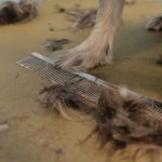 dog grooming haircut