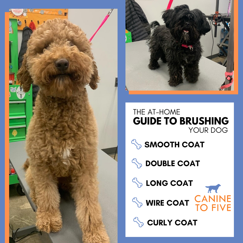 The At-Home Guide to Brushing Your Dog - Canine To Five