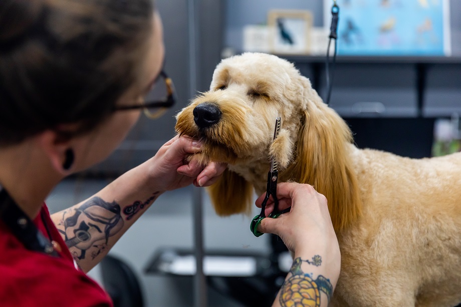 Dog Grooming - Canine To Five Metro Detroit