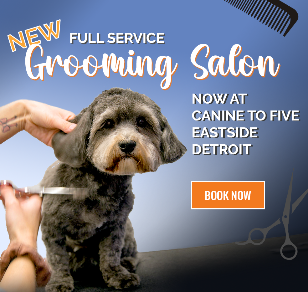 New Full Service Grooming Salon now at Canine to Five Eastside Detroit. Book Now!