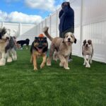 Outdoor play area at Canine to Five