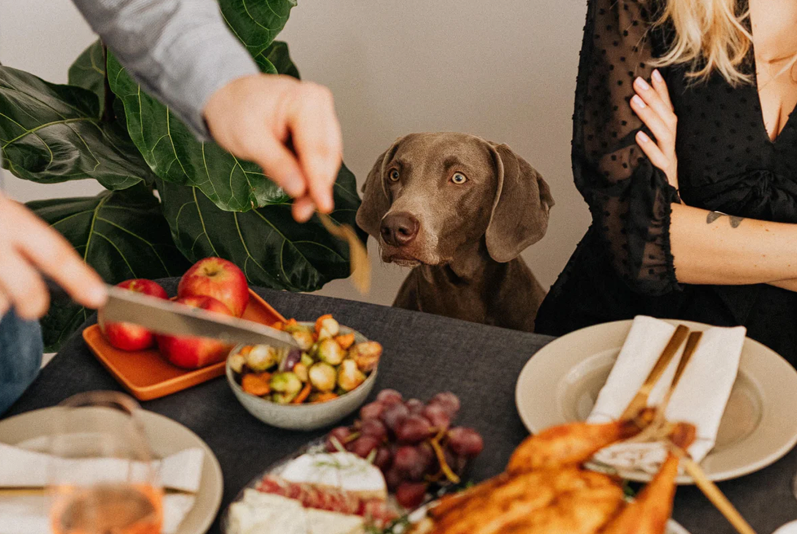 Hosting for the Holidays? Discover Why Dog Boarding is Still a Smart Move.