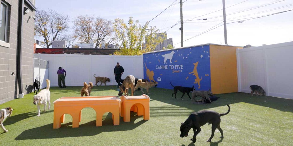 Outdoor play area at Canine to Five - panarama